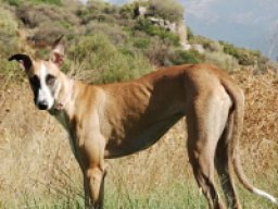 levriero_sardo_20211207_1152544730